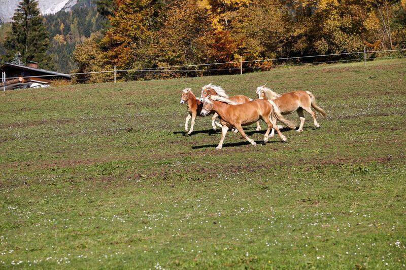 Apartamento Bio-Bauernhof Einberghof Pfarrwerfen Exterior foto